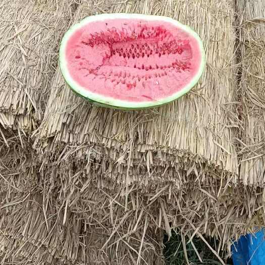 威县金华一号西瓜甘甜挂沙含丰富维生素润喉清火解渴