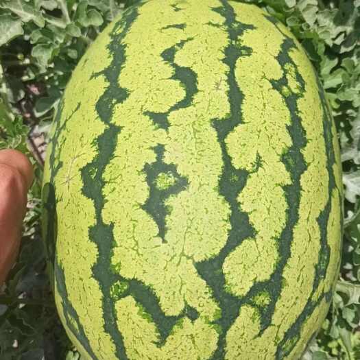 靖远县甘肃靖远硒砂瓜有籽新鲜水果直供