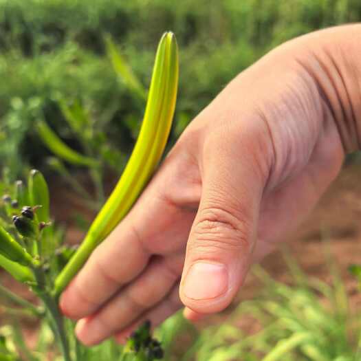 吴忠新鲜黄花菜