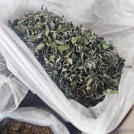 西畴县新白茶