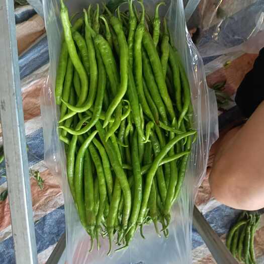 四川成都简阳二荆条辣椒 新鲜蔬菜优质农产品