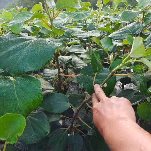 永顺县水杨桃嫁接金桃苗