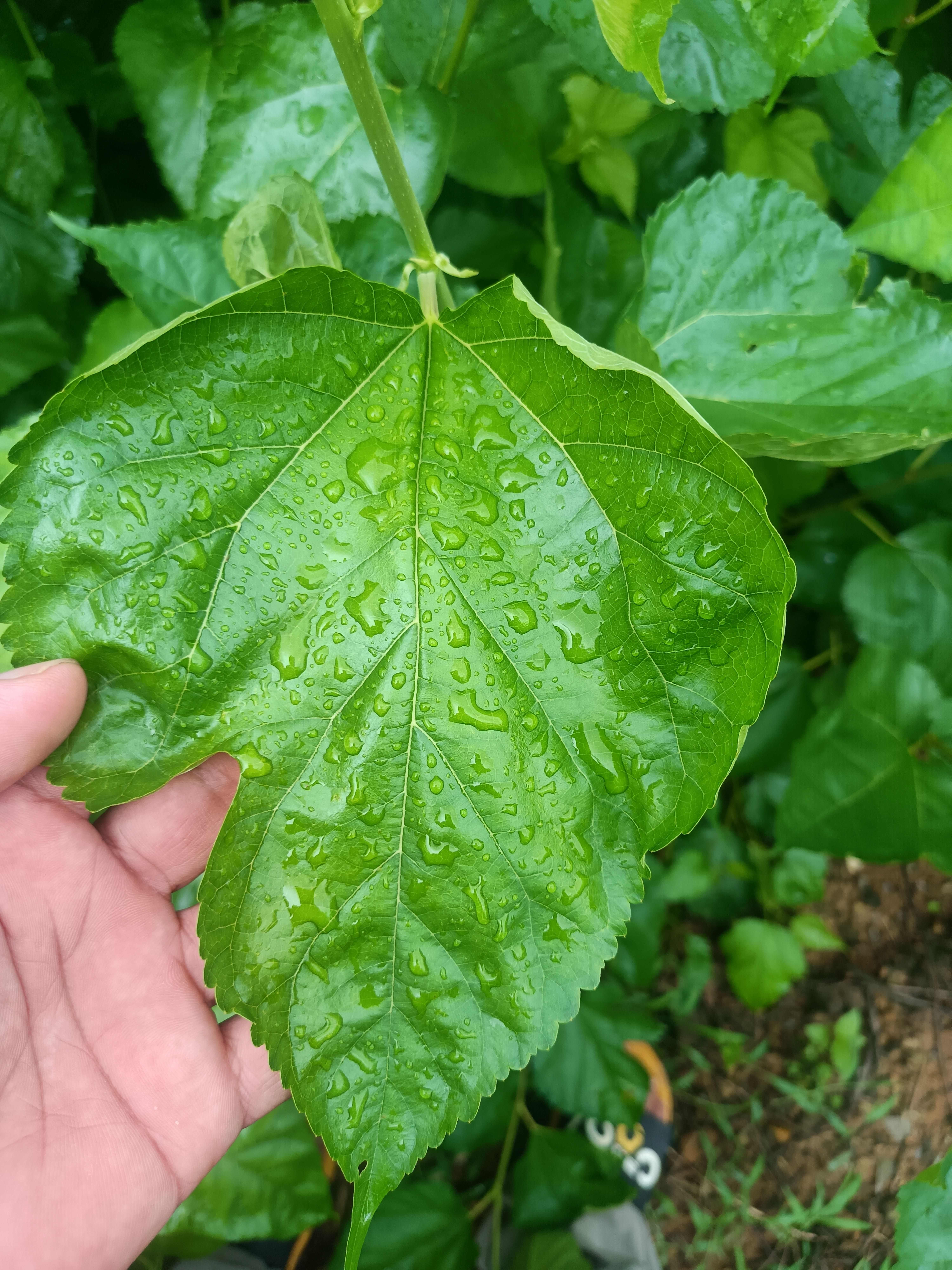 广东桑叶鲜货
