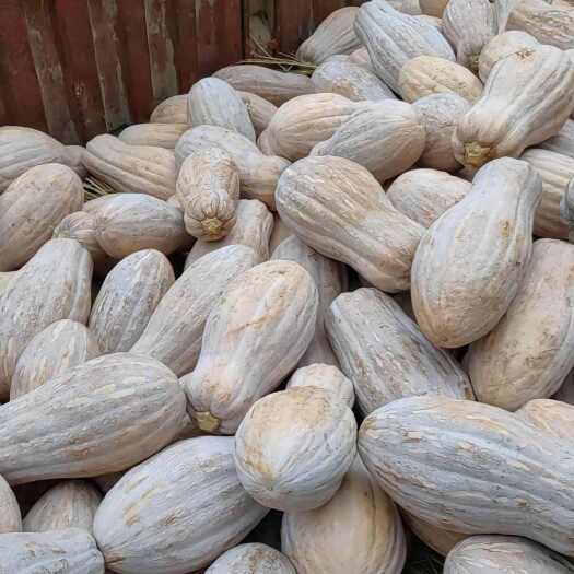 重庆大量蜜本南瓜。