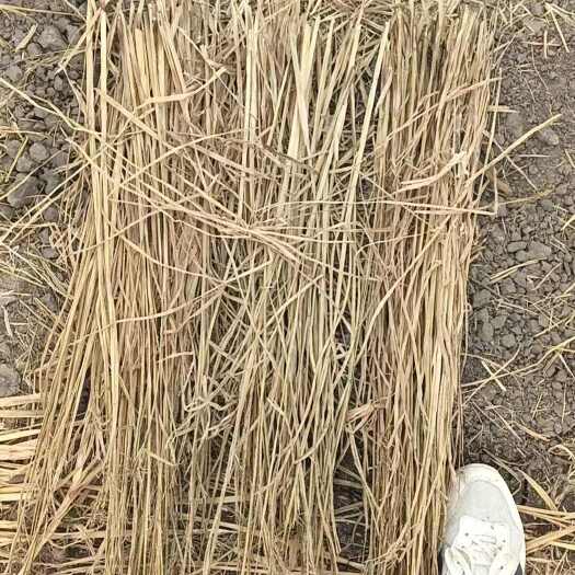天津治沙稻草