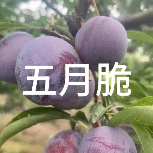 茂县第一个高原李子类（五月脆），脆脆甜甜，一口爆浆，水份充足