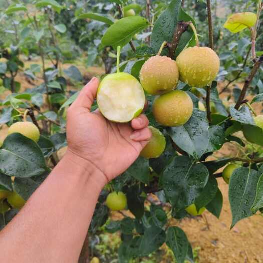 泸西县早白蜜又名丁香梨（蜂糖梨）