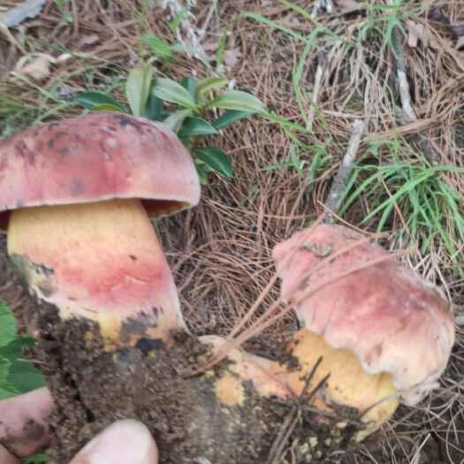 德昌县四川凉山野生新鲜红见手清野生菌
