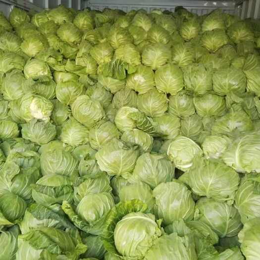 包菜大量有货全国各地发车