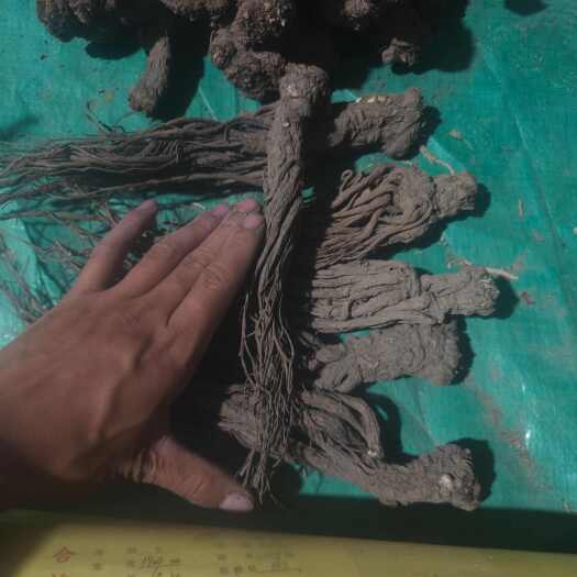 岷县甘肃岷县当归个子中药材产地直供滋补药材
