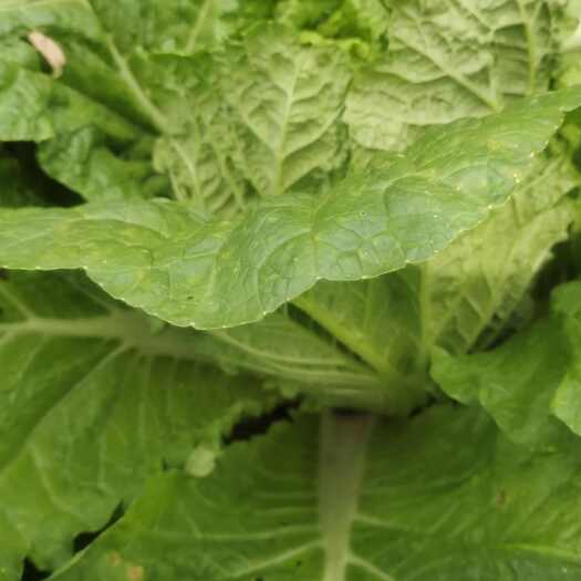 保康县白菜，品质优先，色泽分明，要买的赶紧