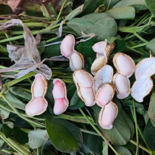 大白沙花生