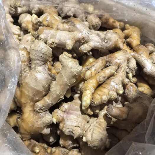 济南大量现货生姜，莱芜发货，有莱芜面姜，云南小黄姜，西双版纳姜