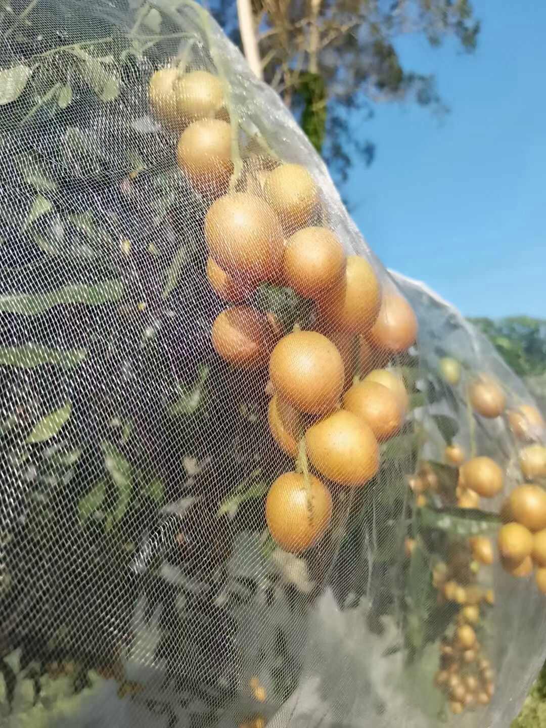 黄皮果 新鲜水果 广东湛江吴川产地直发 核果仁果类