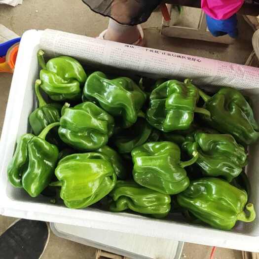 青州市麻辣椒 5~10cm 靑色 特辣