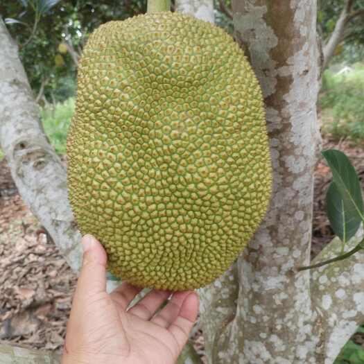 金苞无胶菠萝蜜