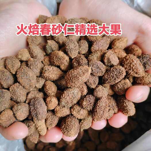 阳春市广东阳春砂仁中药材春砂仁类批发