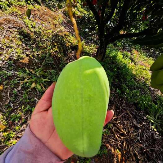 元江县精品台农芒果