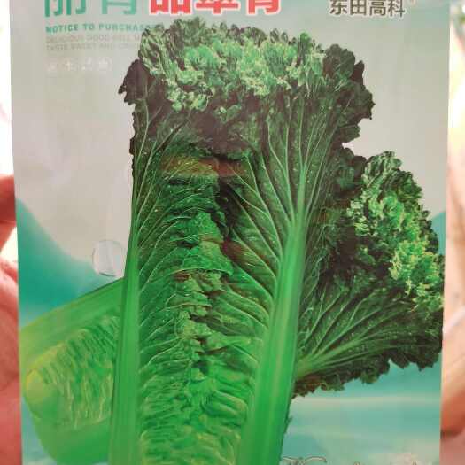 南阳甜翠青 甜脆青65 抗病耐贮运大白菜种子