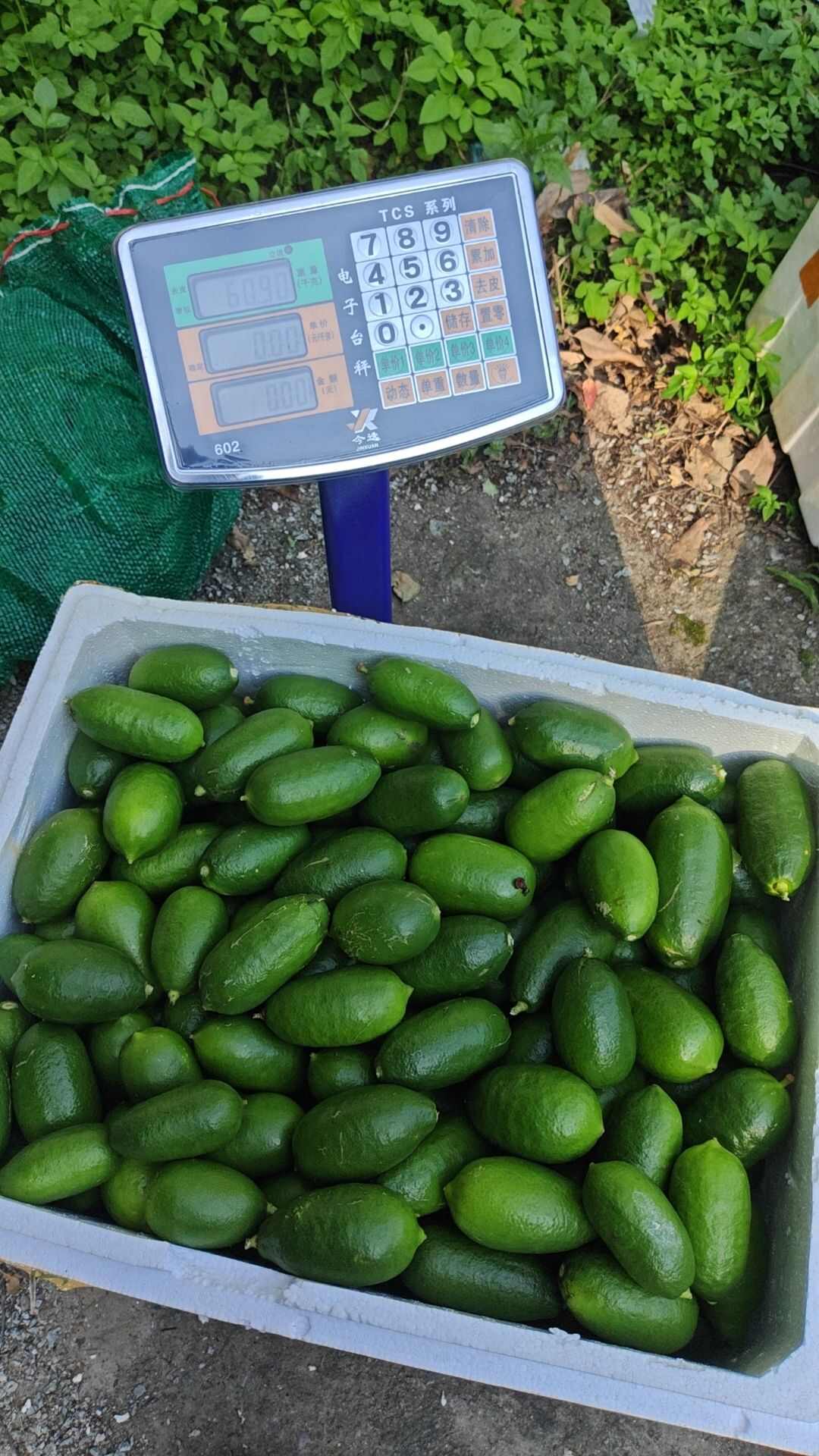 青柠檬