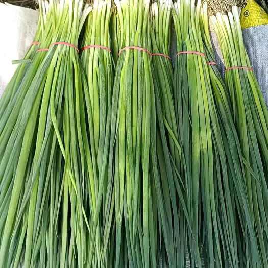 精品小葱大量有货产地直发欢迎新老客户采购