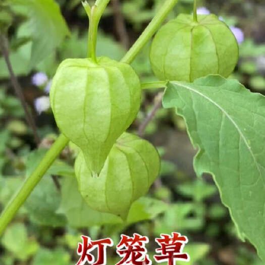 北流市灯笼草