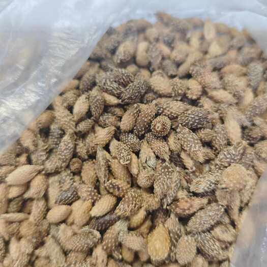 洪雅县苍耳