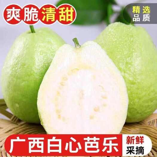 广西玉林珍珠番石榴 新鲜热带水果 产地直供