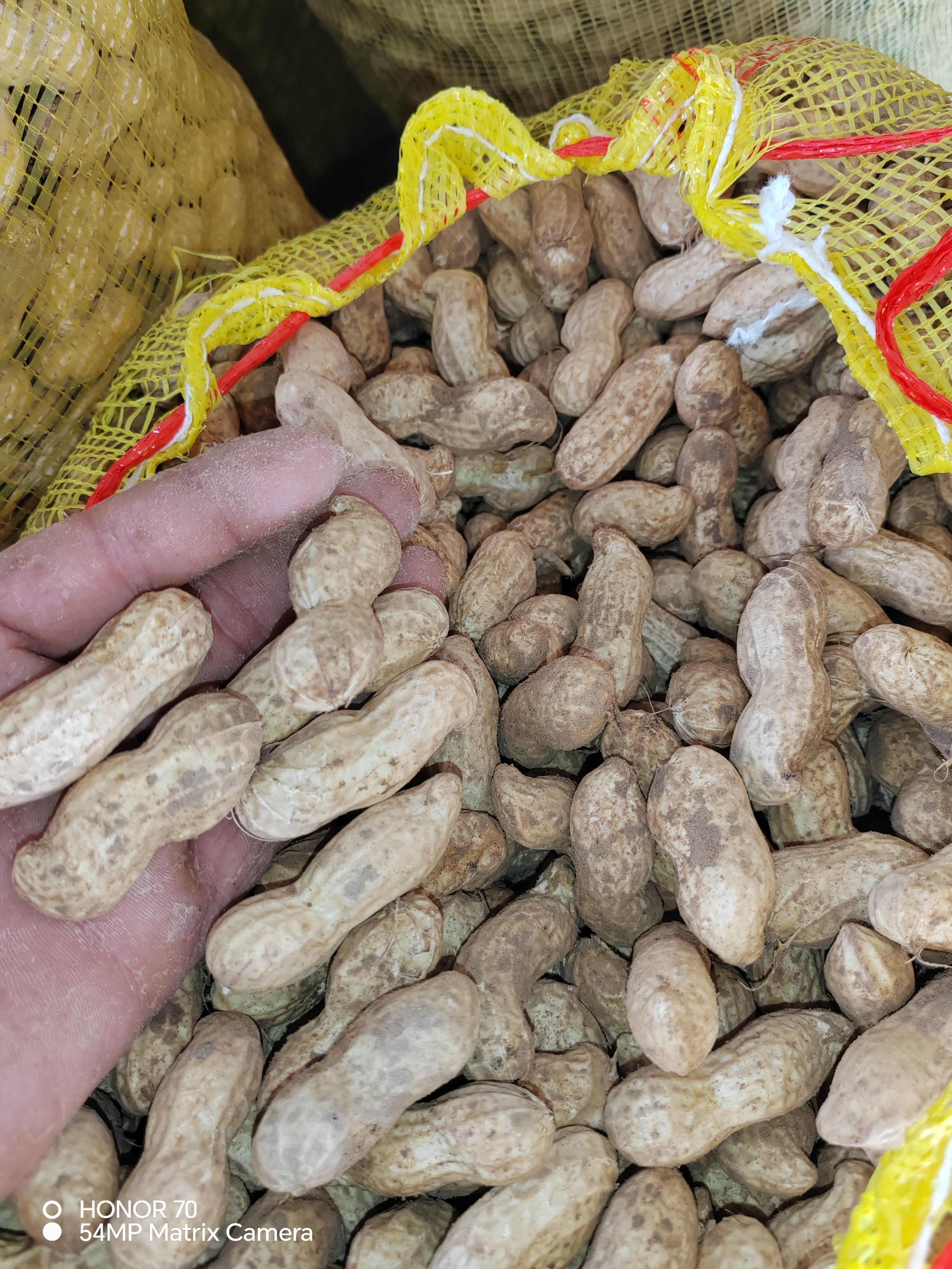 河南开封祥符区红皮鲜花生 油料作物优质选择