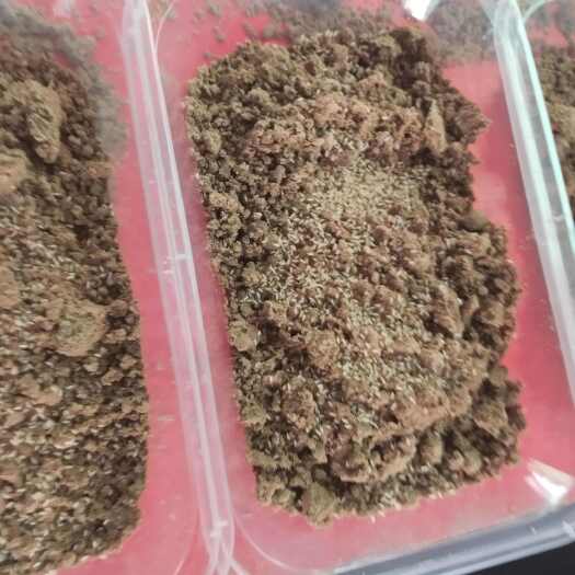 商丘金蝉幼苗金蝉苗知了猴苗活体蝉卵爬叉爬蚱幼苗蝉种蝉虫幼虫养殖