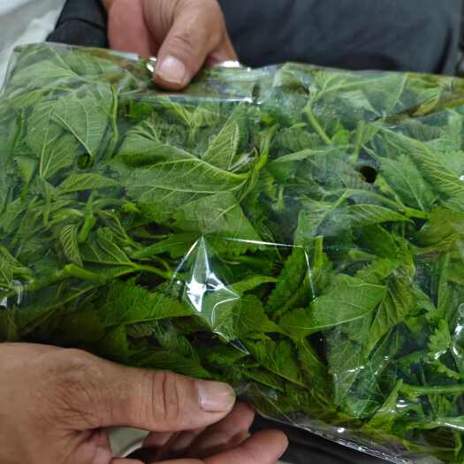 清远广东清远桑芽 新鲜桑芽菜  清新区直发