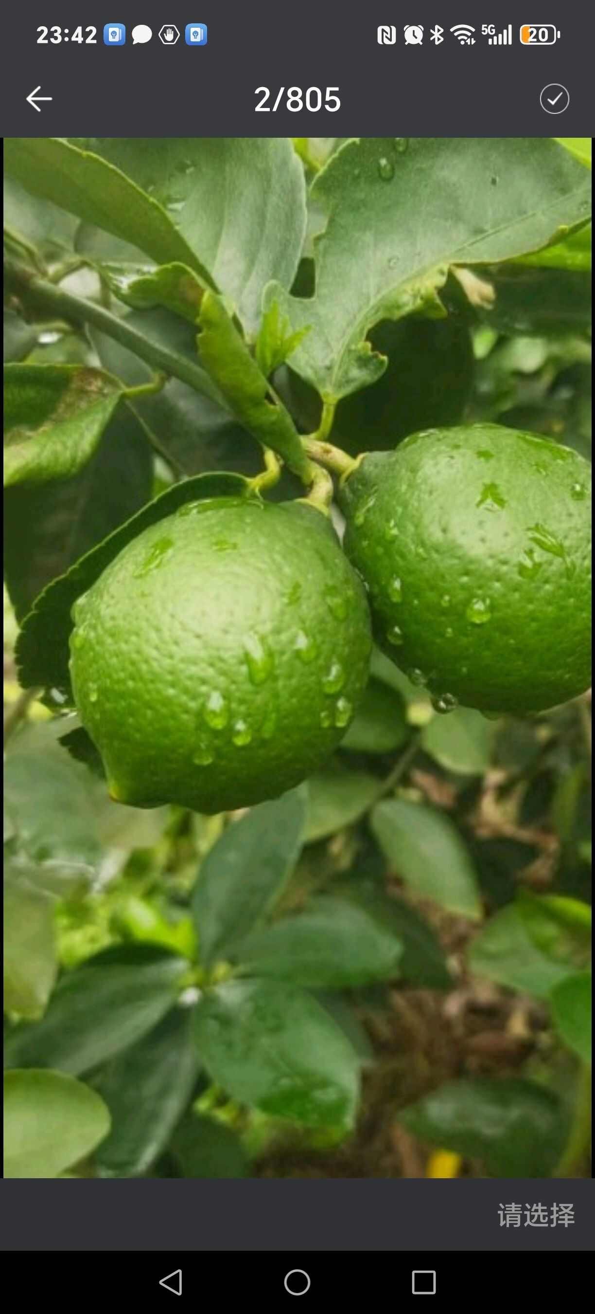 青柠檬