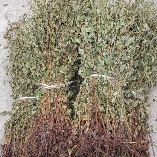 【自然肠道守护者】仙鹤草 龙牙草 颜色青绿 天然草本 干度好