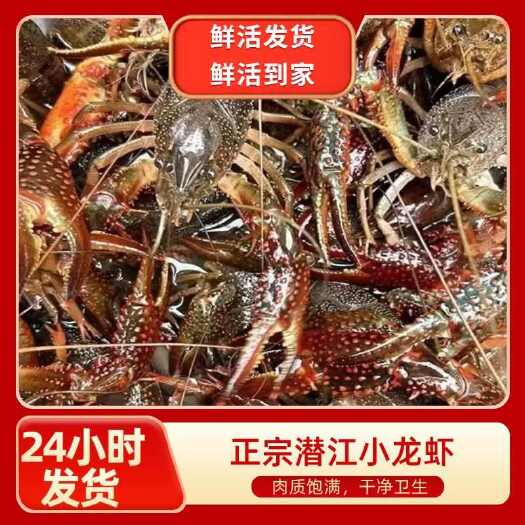 潜江市【精选】潜江鲜活小龙虾小中大全规格分拣，底板干净