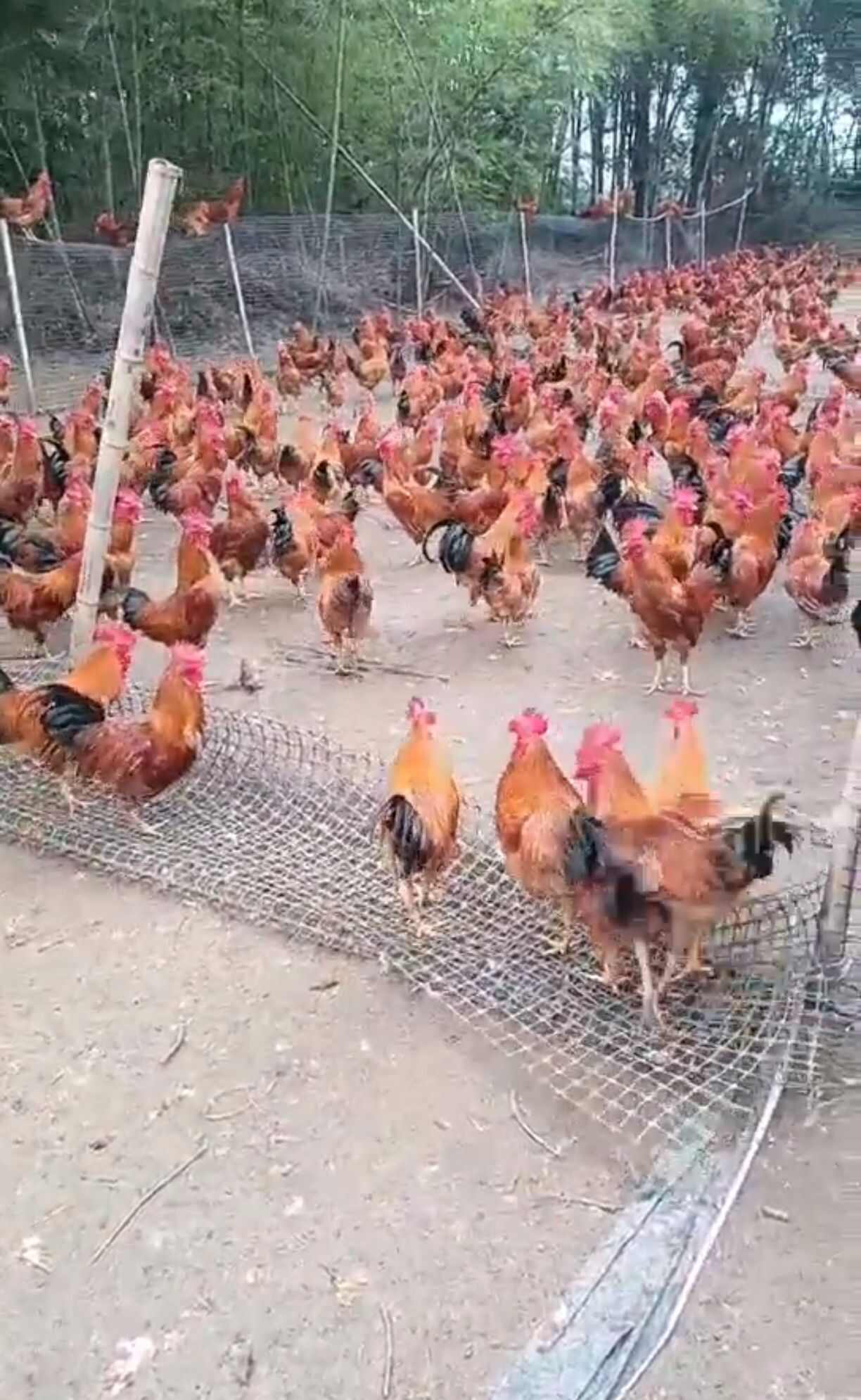 果园散养土鸡