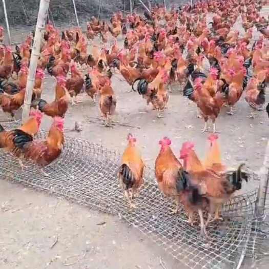 定南县果园散养土鸡