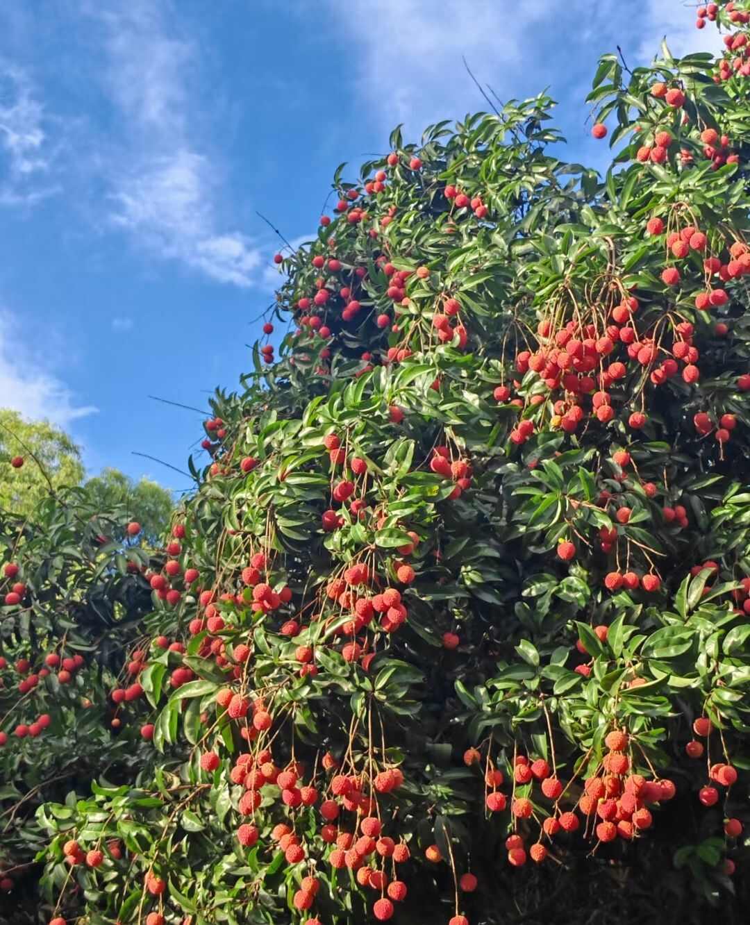 广东惠州惠阳桂味荔枝 新鲜热带水果 农贸批发优选