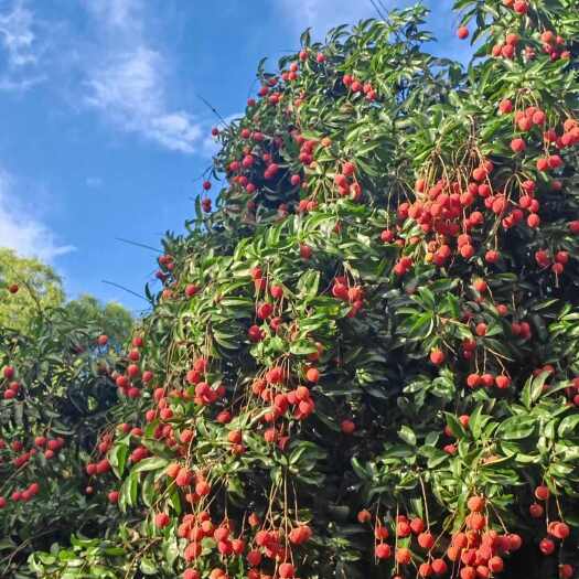 广东惠州惠阳桂味荔枝 新鲜热带水果 农贸批发优选
