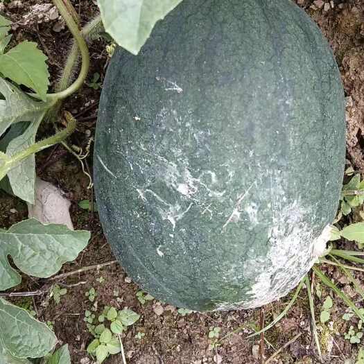 本地头茬西瓜大量上市