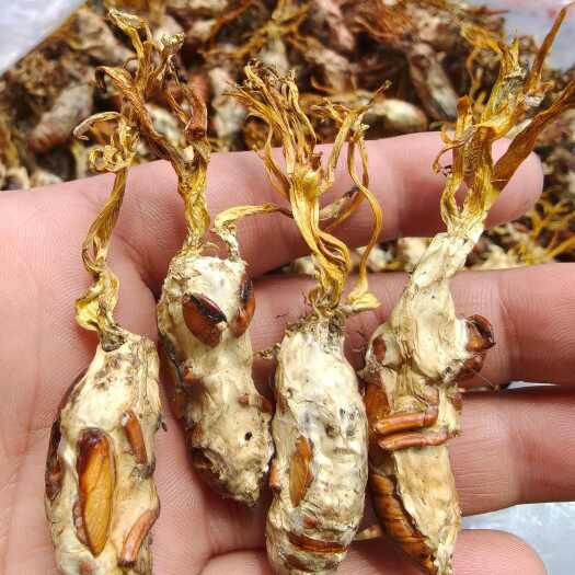雅安金蝉花水洗干货（统货）