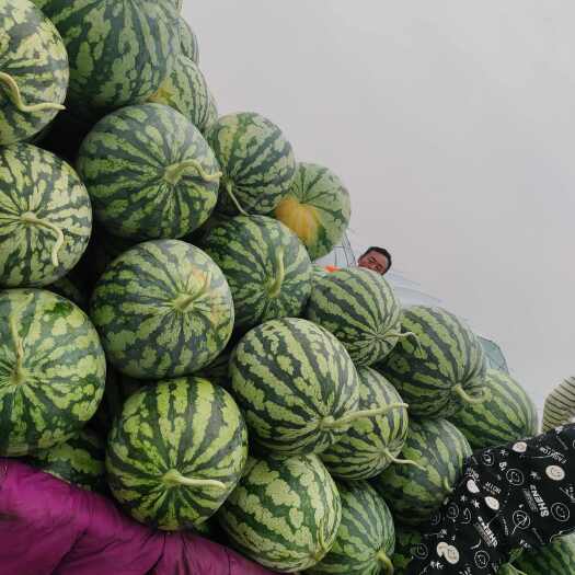 天津美都麒麟西瓜