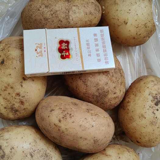 定州市土豆
