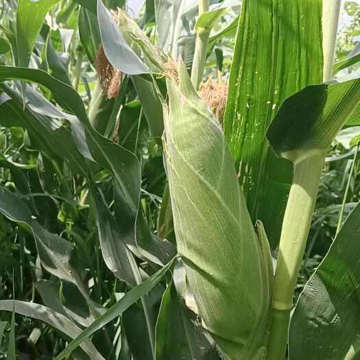 周至县新鲜糯玉米 非转基金 现摘现发 软糯香甜