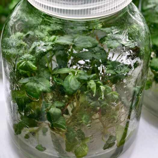 白草莓育苗基地，组培苗，穴盘苗
