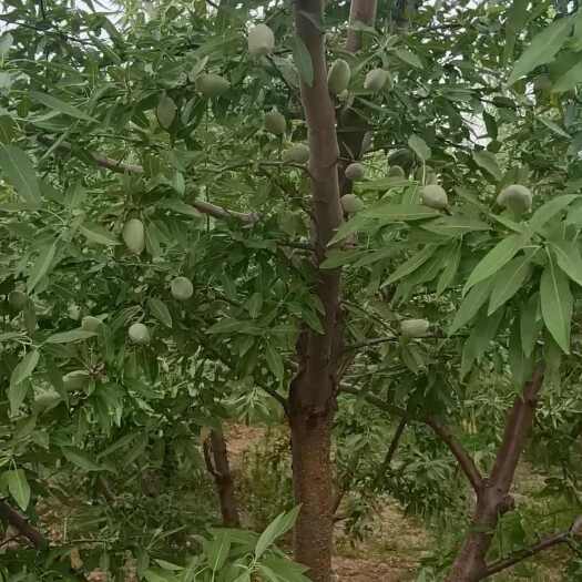 登封市巴旦木青皮果，现摘现发，口感清脆