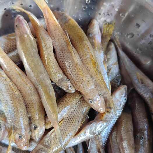 云县淡水沙丁鱼 沙勾鱼 以去除内脏