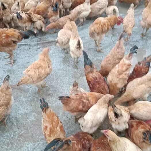 常德湖南常德土鸡鲜活禽畜肉蛋养殖场直供