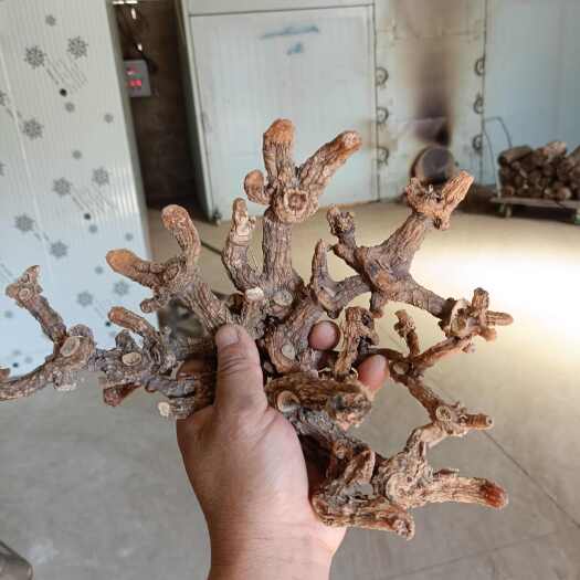 金寨县大别山黄精。纯杆黄精