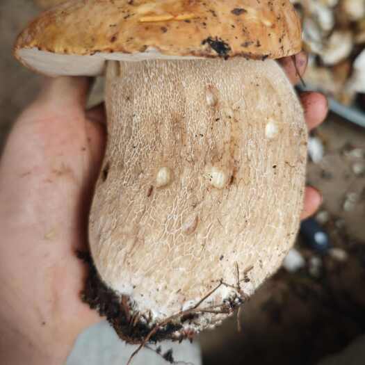 美味牛肝菌