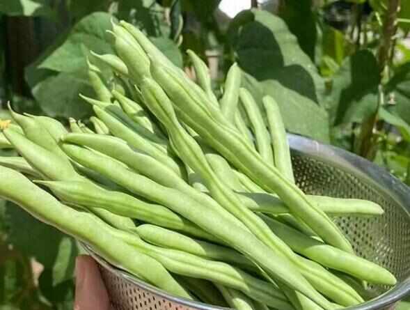 拉萨西藏拉萨无筋四季豆 新鲜蔬菜豆类 直供高原产地